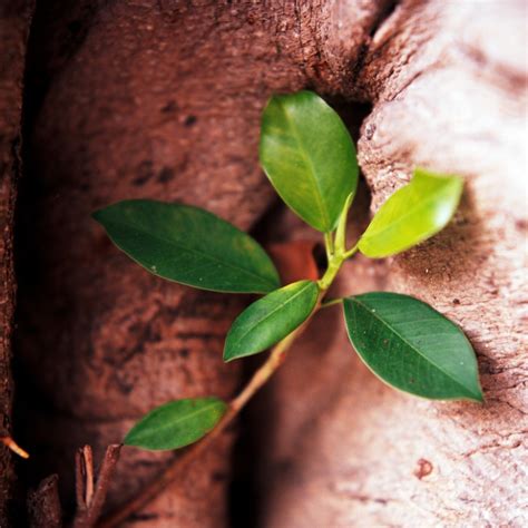 帶什麼可以避邪|鬼月「避邪植物」推薦這5種！「抹草」沐浴可趨吉避凶，「榕樹。